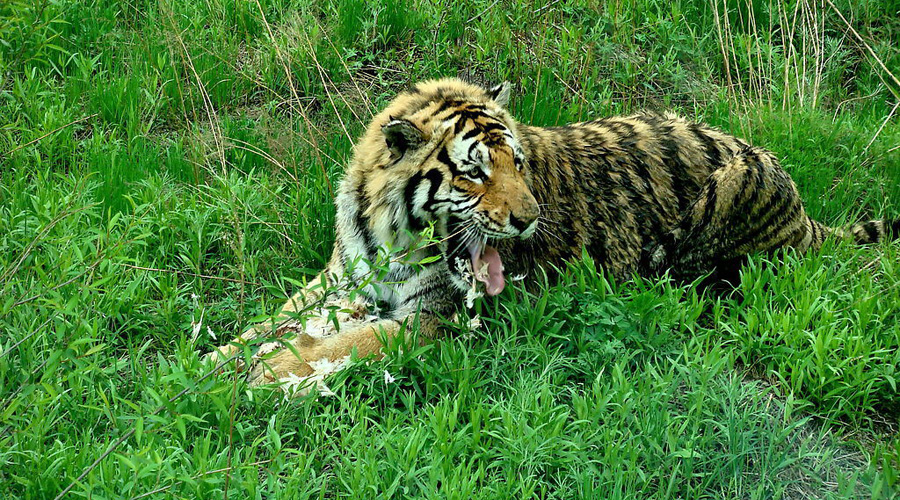 20091511143580_2.jpg
